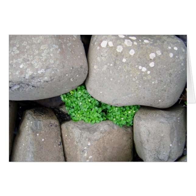 Nestle Hälsningskort (Framsidan Horizontal)