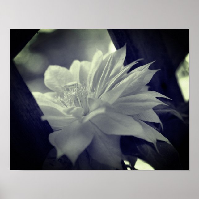 Nestled Clematis Flower Black and White Poster (Framsidan)