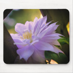 Nestled Clematis Flower Musmatta