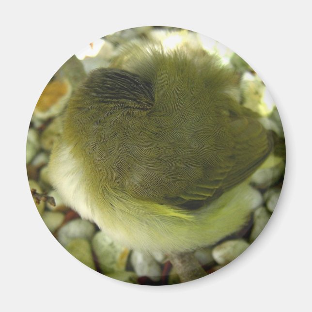 Nestling Bird Magnet (Framsidan)