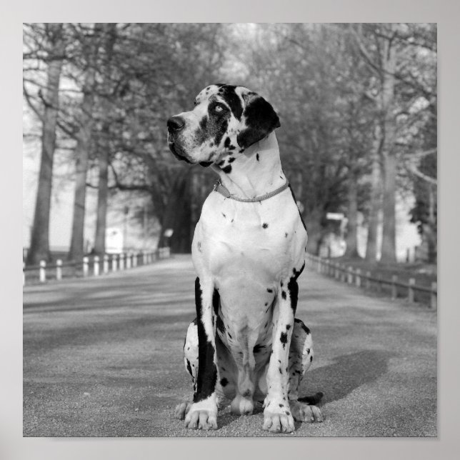 Nestor, svart och vitt poster (Framsidan)