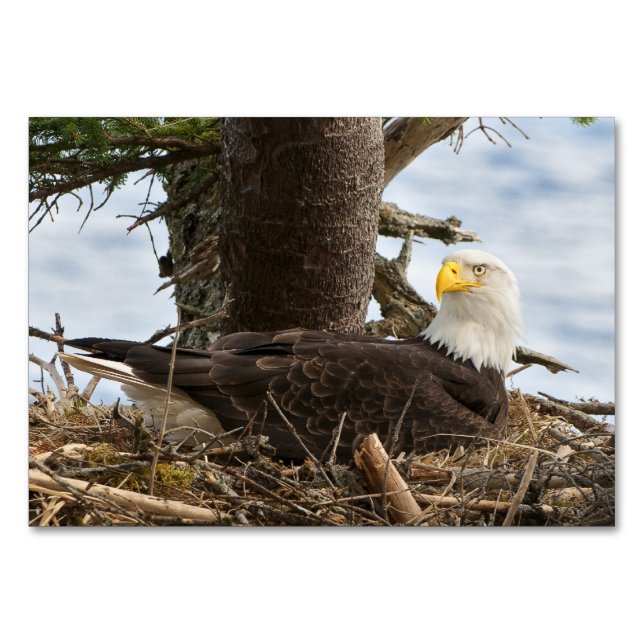 Nests Örn Bordsnummer (Framsidan)