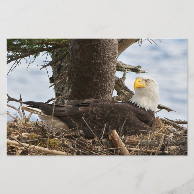 Nests Örn Brevpapper (Framsida)