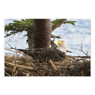 Nests Örn Fototryck