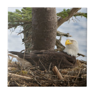 Nests Örn Kakelplatta