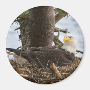 Nests Örn Magnet