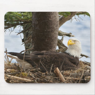 Nests Örn Musmatta