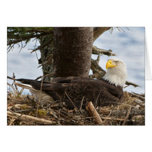 Nests Örn OBS Kort