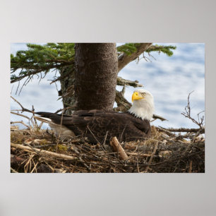 Nests Örn Poster