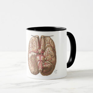 Netter Basal View of Brain - Mugg
