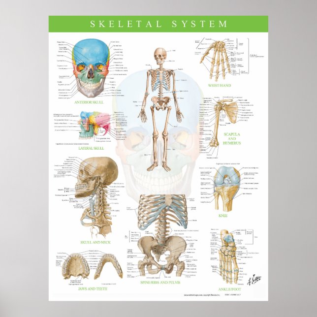 Netter Skeletal System Affisch (Framsidan)