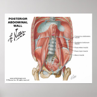 Netters magnetvägg - märkt diagram poster