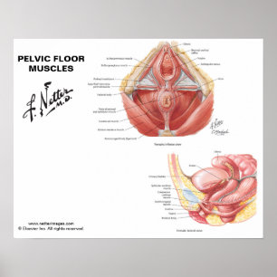 Netters muskler i Pelvic Golv - märkt diagram Poster
