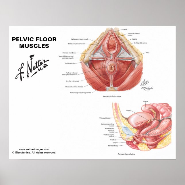Netters muskler i Pelvic Golv - märkt diagram Poster (Framsidan)
