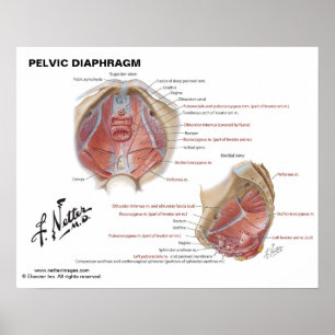 Netter's Pelvic Diaphragm - Labeled Chart Poster
