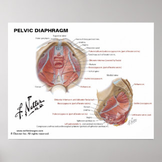 Netter's Pelvic Diaphragm - Labeled Chart Poster