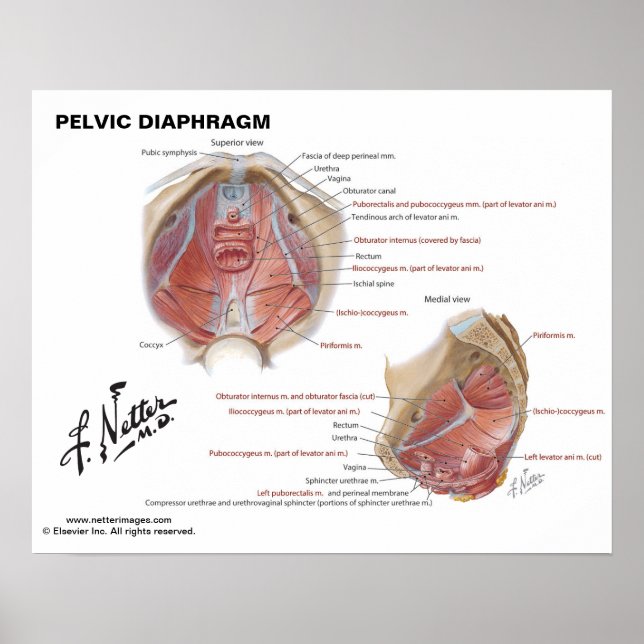 Netter's Pelvic Diaphragm - Labeled Chart Poster (Framsidan)