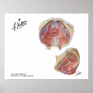 Netters Pelvic Golv Poster
