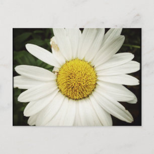 NettieMade-vykort för Daisy Vykort