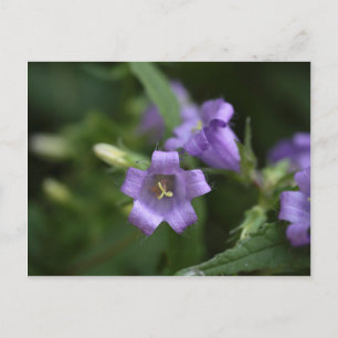 Nettle-leaved Bellblomme Vykort