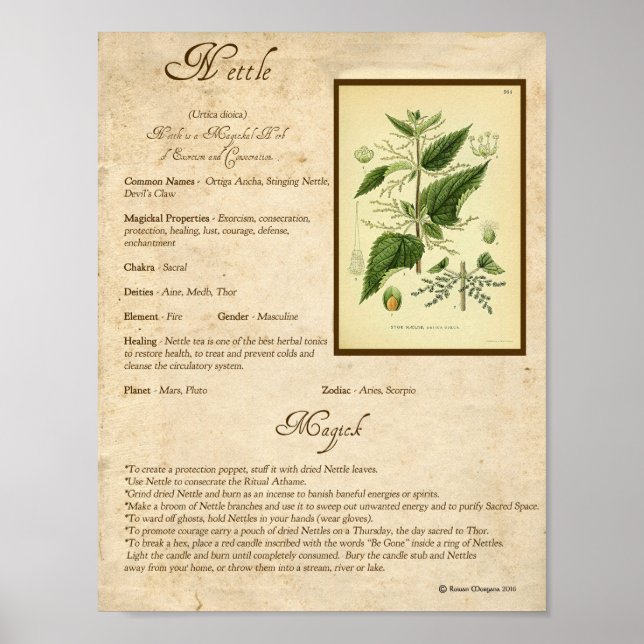 NETTLE MAGICK HERB POSTER (Framsidan)