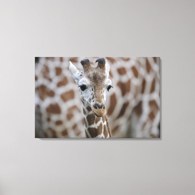 Netzgiraffe, Giraffa camelopardalis reticulata Canvastryck (Framsida)