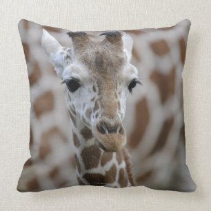 Netzgiraffe Giraffacamelopardalisreticulata Kudde