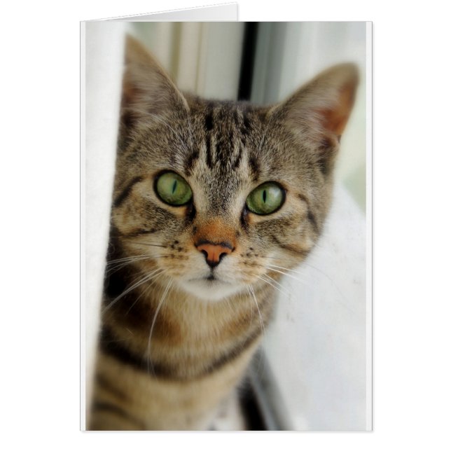 neugierige Katze Hälsningskort (Framsidan)