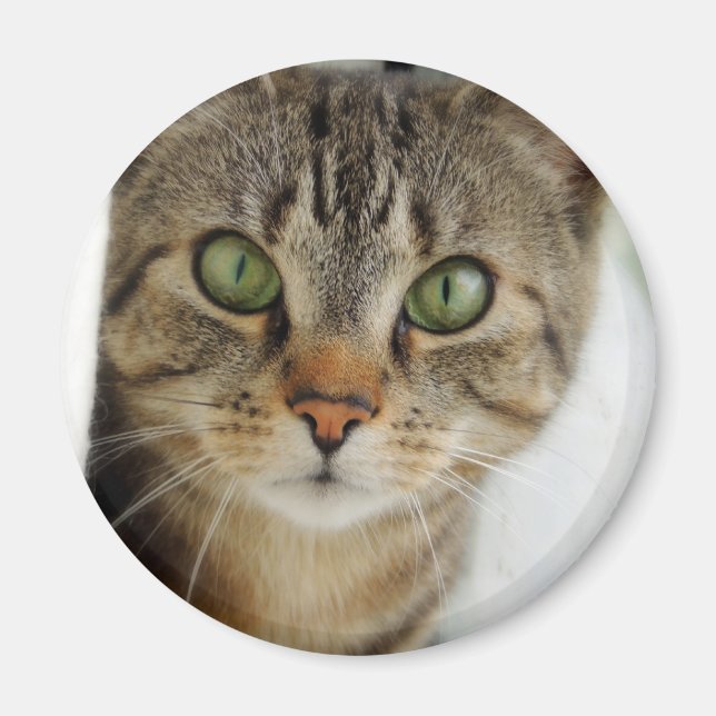 neugierige Katze Magnet (Framsidan)