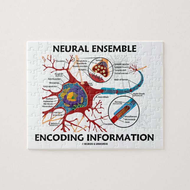 Neural Ensemble Encoding Information Neuron Pussel (Horisontell)