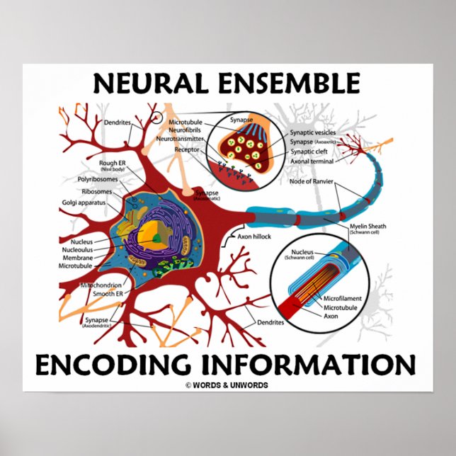 Neural Ensemble Encoding Information Poster (Framsidan)