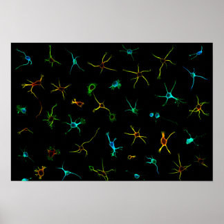 NeuroGalaxy Poster