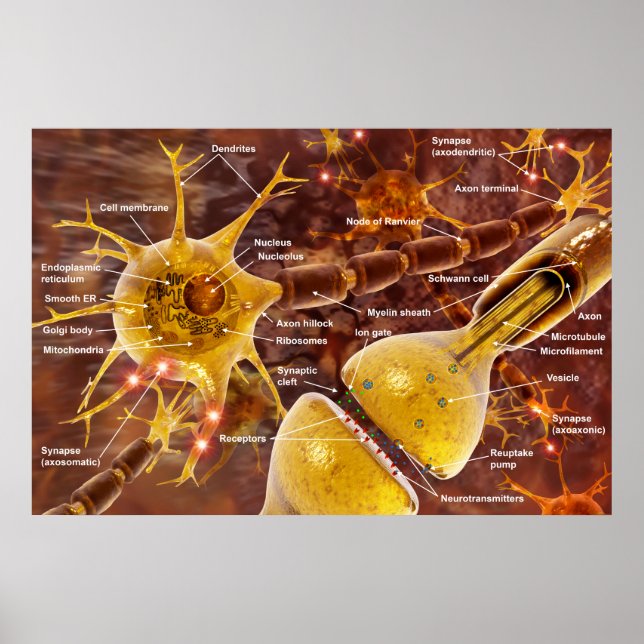 Neuron Poster (Framsidan)