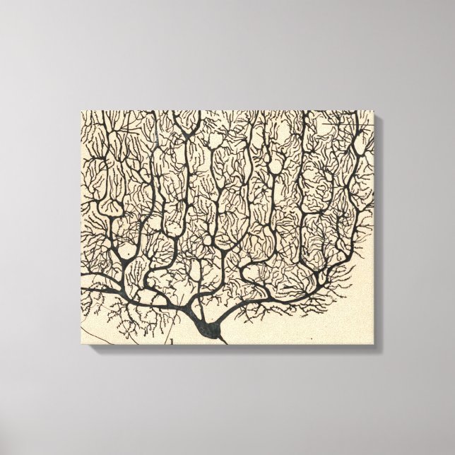 Neuron Teckning av Santiago Ramón Y Cajal Canvastryck (Framsida)
