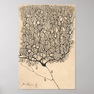 Neuron Teckning av Santiago Ramón Y Cajal Poster