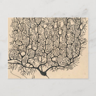Neuron Teckning av Santiago Ramón Y Cajal Vykort
