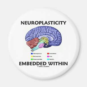 Neuroplasticity bäddade in inom (hjärnanatomi) magnet
