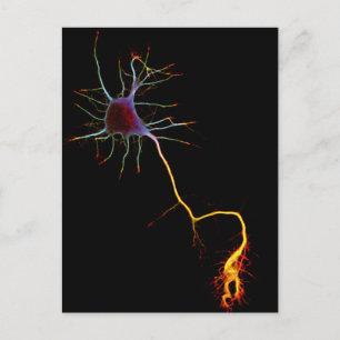 Neurovetenskap, neuron, vetenskap vykort