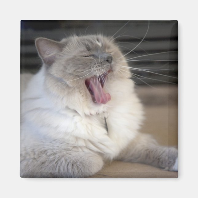 Neva Masquerade katt gäspar Magnet (Framsidan)