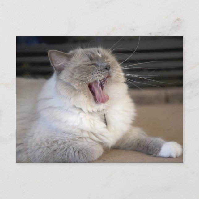 Neva Masquerade katt gäspar Vykort (Framsida)