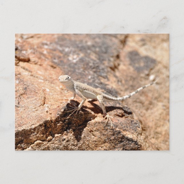 Nevada Lizard Tittar på dig! Vykort (Framsida)