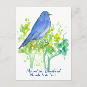 Nevada State Bird Mountain Bluebird Vykort