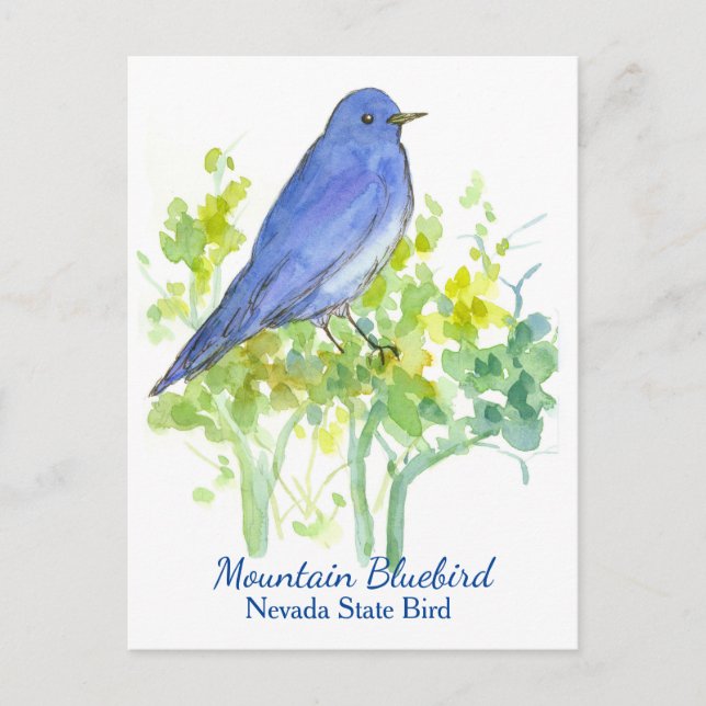Nevada State Bird Mountain Bluebird Vykort (Framsida)