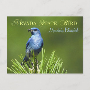 Nevada State Bird - Mountain Bluebird Vykort