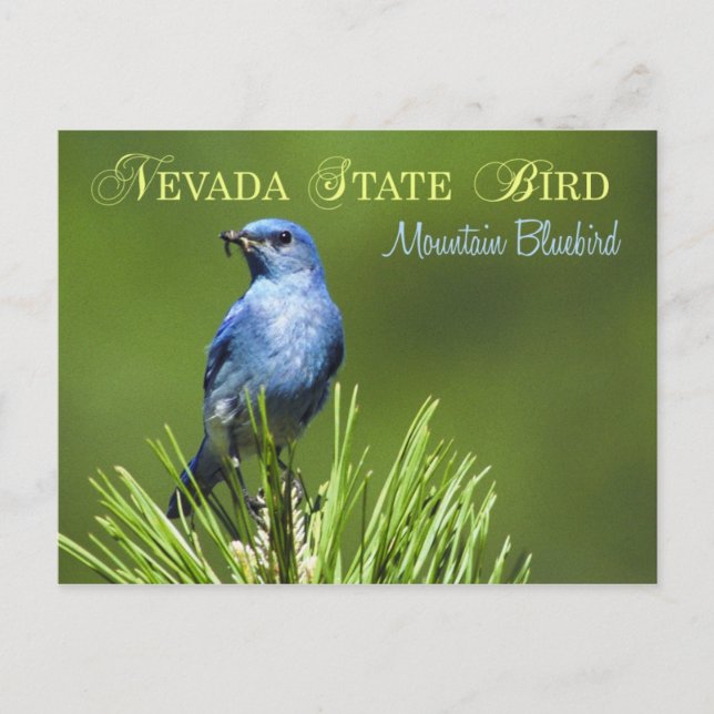 Nevada State Bird - Mountain Bluebird Vykort (Framsida)