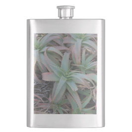 Nevada succulents fickplunta