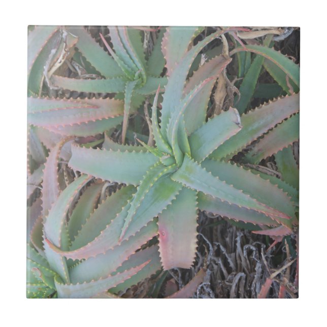 Nevada succulents kakelplatta (Framsidan)