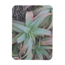 Nevada succulents magnet