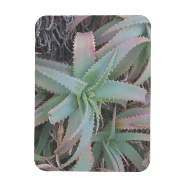 Nevada succulents magnet (Vertikal)