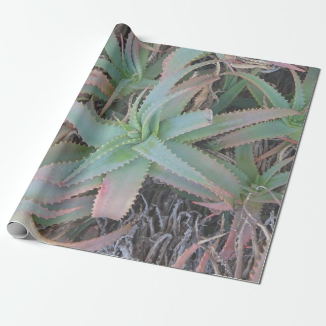 Nevada succulents presentpapper (Utrullad)
